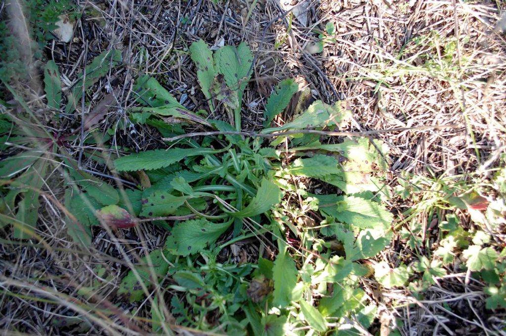 Picris hieracioides? No, Sixalix atropurpurea